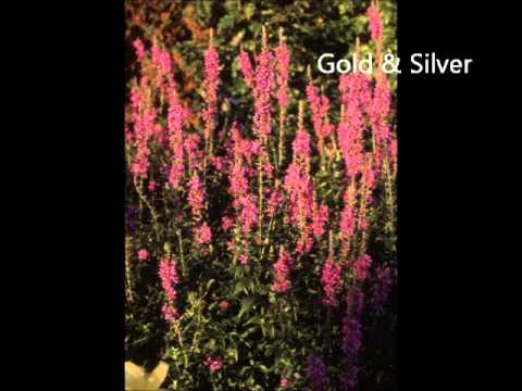 Franz Lehar: Gold and Silver (Waltzes)