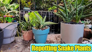 Repotting Sansevierias/ Snake Plants