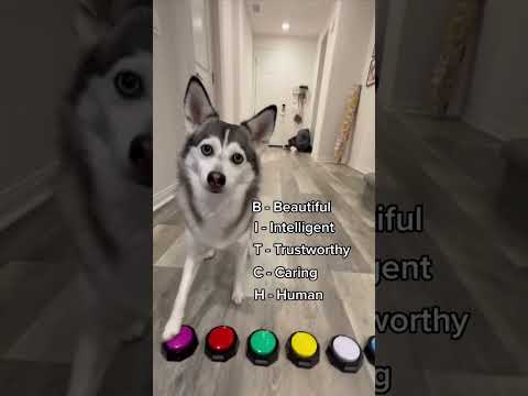 Sapphie the pomsky describes her baby brother