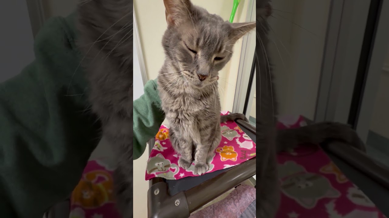 Enlarge Mr. Gigglesworth - Soooooo loving!, a ADOPTABLE Domestic Short Hair in Oshkosh, WI video 6/6