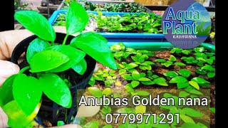 Download lagu Anubias Golden Nana | Aquaplant Radawana| @AquaplantRadawana #anubias #aquaplant mp3