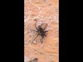 Killing a spider!!