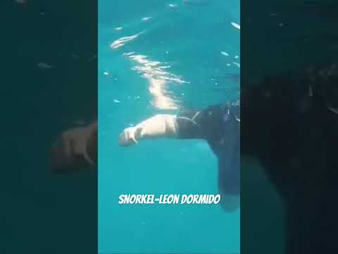 Snorkel -LEON DORMIDO #galápagos #sancristóbal