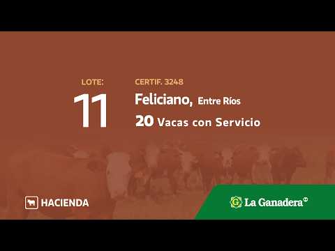 Lote Vacas con servicio Feliciano