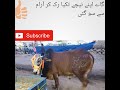 Cow Sleeping On Pillow