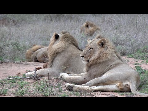 Birmingham Breakaway Brothers Back Together far West in Skorro Territory Ep 127