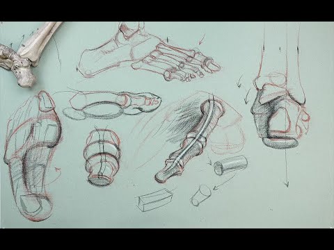 ANATOMY FOR ARTISTS: The Foot-Bones of the feet