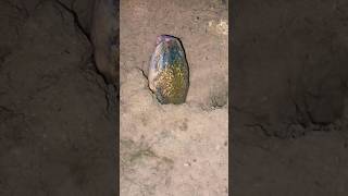 Download lagu weird scary head poked out of the mud #videoshorts #scary #eel #youtubehomepage mp3 Download lagu weird scary head poked out of the mud #videoshorts #scary #eel #youtubehomepage mp3