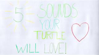 5 Sounds Your Turtle Will Love !