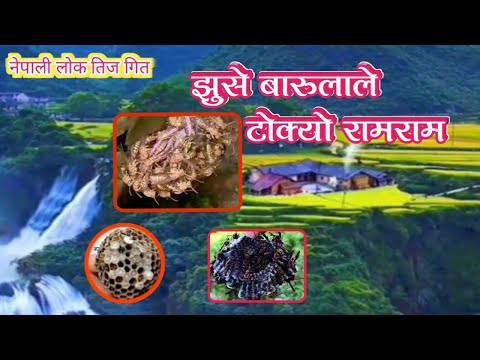 jhuse barulale tokyo ramaram //gambesi rodhighar