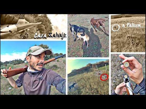 🔴 CAZA MENOR con Perro al Salto✨ LIEBRES🐇 por todos los lados entre PERDICES y codornices😲 2023