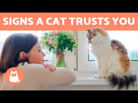 7 SIGNS that your CAT TRUST YOU - YouTube