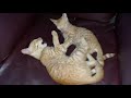 Orange Tabby Cats Fighting And Meowing These Two Are Bloody Friends Hey Sree