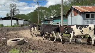 42 Vaquilla para Engorda de 280 kg - FEGOSA - Plaza Ganadera