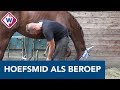 Hoefsmid Stephan knipt 'teennagels' van paarden: 'Het mooiste beroep' - OMROEP WEST