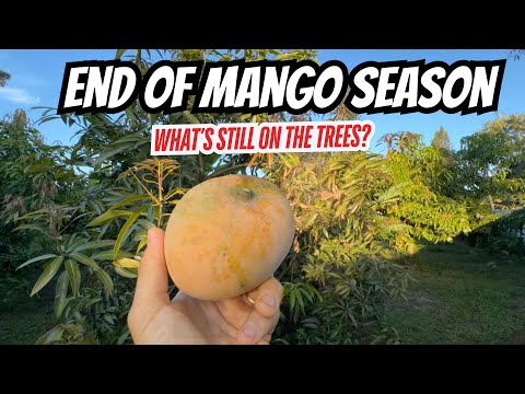 Mango Season Update – What’s Left on My Trees Aug 2025