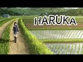 Haruka - Yoasobi Lyrics video