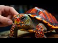Discovering The Spiritual Meaning Behind Turtles