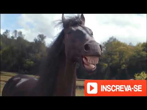 video engraçados tente não rir