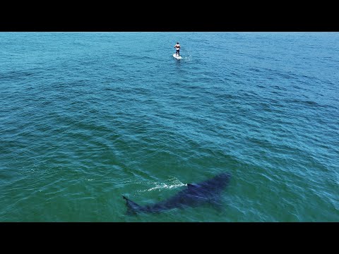 Why It Feels Like Sharks Are Suddenly Everywhere