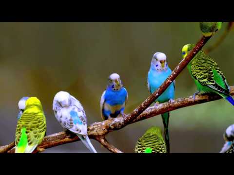 Budgie Sounds (10 Hours)