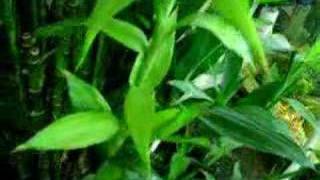 Lucky Bamboo nitrate filter for freshwater aquariums