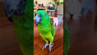 O silêncio deixou o Bino nervoso 😬🦜🐱