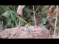 Adorable Greater Flamingo Chick At The Phoenix Zoo