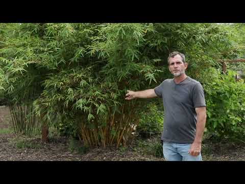 Charleston Clumping Bamboo | South Carolina Bamboo Farm