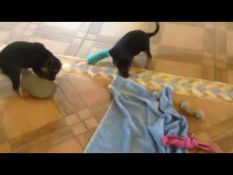 sasha & suki at play