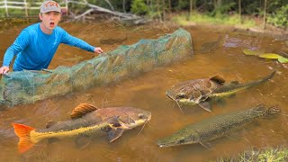 I Found Monster Fish Living in a Mud Pond…