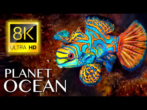 , title : 'PLANET OCEAN in 8K ULTRA HD'