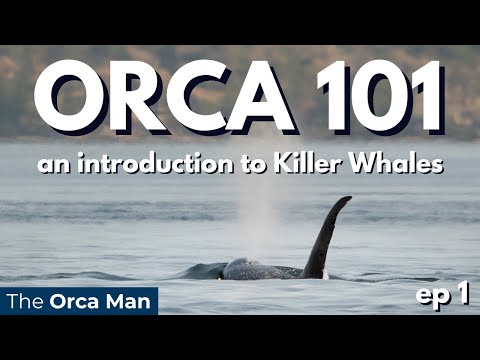 Orca 101  ep1: an introduction to Killer Whales