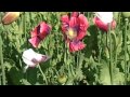 Poppy Is Also A Flower