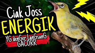 Download lagu Ciak Ciak Kecial Kuning JOSS ENERGIK Ampuh Bikin Yg Denger Langsung GACORRR‼️‼️ mp3