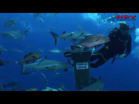 Great Barrier Reef Shark Feeding Frenzy Taka Dive Osprey Reef