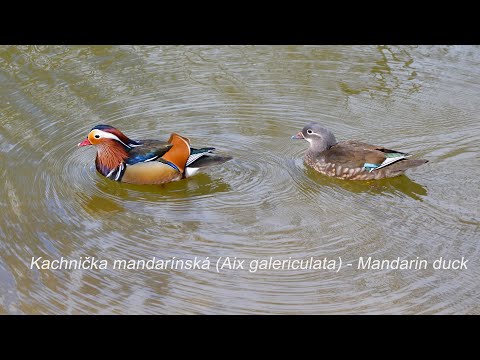 , title : 'Kachnička mandarínská (Aix galericulata) - Mandarin duck'