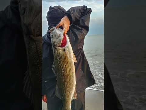 Trofe Levrek Avı  #Akçakoca #levrek #levrekavı #spinavı #seebass #labrax  #seebassfishing