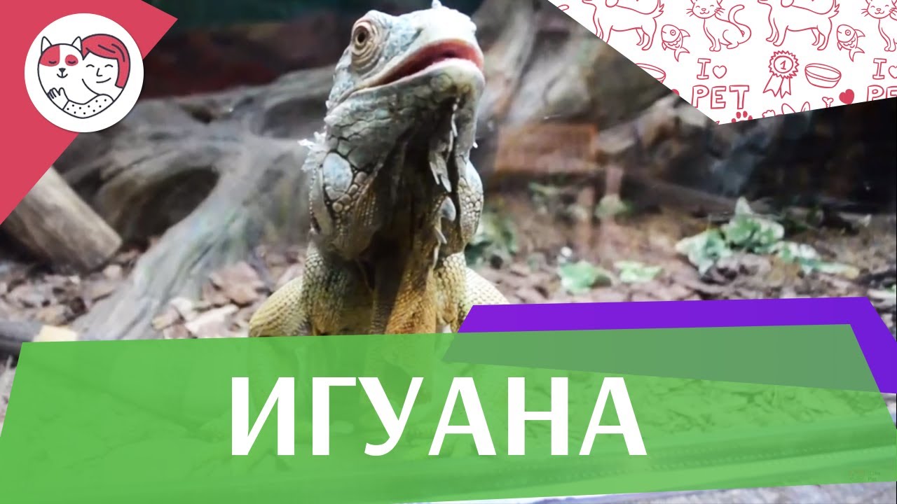Игуана Размножение на ilikepet