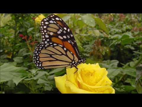 Remus Georgescu (1932-2021): Song "Primăvară (Spring)" (1993)