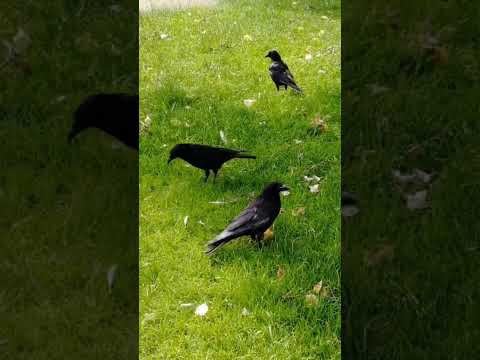 How To Befriend Crows (Tips & Tricks)