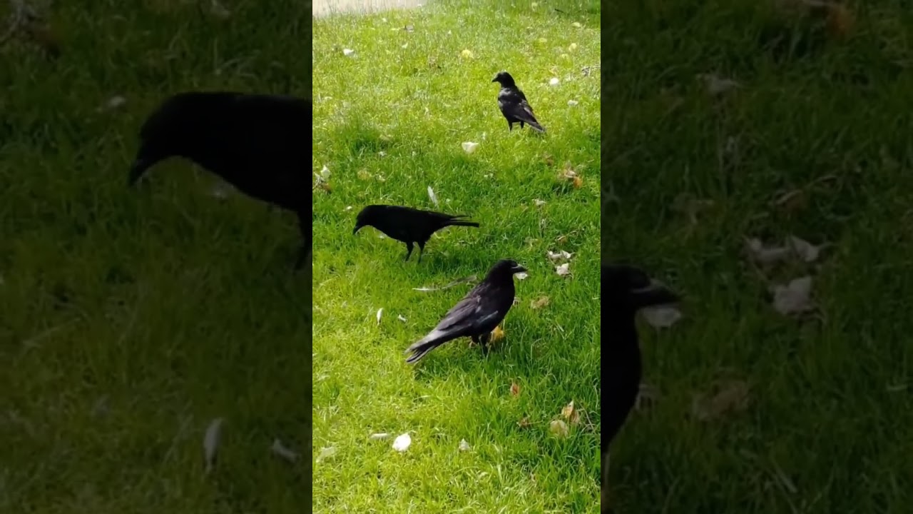 How To Befriend Crows (Tips & Tricks)
