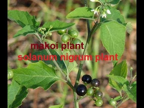 मकोय के औषधीय गुण/solanum nigrum plant in ayurveda/makoi plant Video