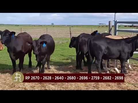 Vaquillas Brangus - A venta en Remate San José