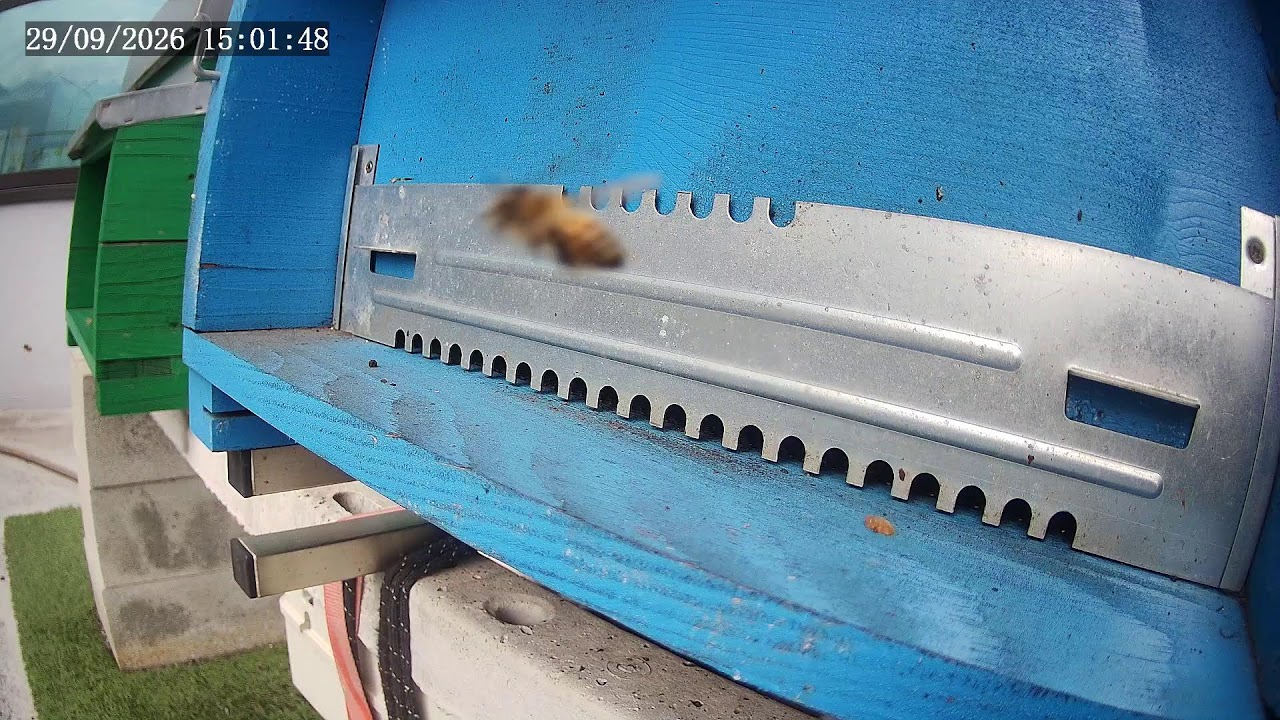 Live webcam view of Entrada de Colmena Bee in Ossola