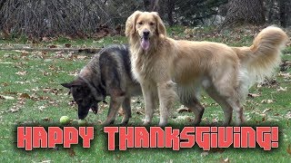 Happy Thanksgiving! Dog Dance Party Music Video 2018