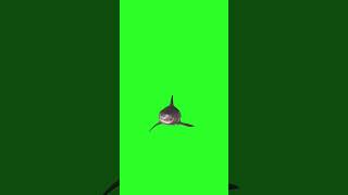 Download lagu Sharks green background screen effects for free #greenscreen #greeneffect #screeneffect #chroma mp3 Download lagu Sharks green background screen effects for free #greenscreen #greeneffect #screeneffect #chroma mp3