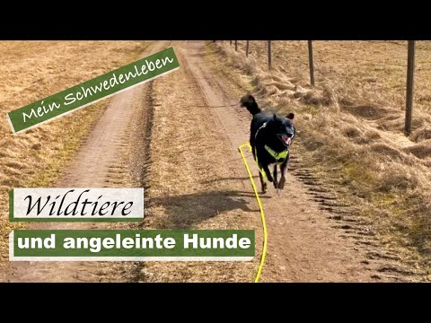Von Wildtieren und angeleinten Hunden in Småland