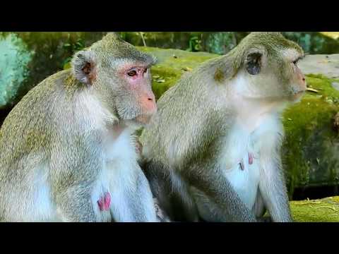 Great video of monkey family, Kind Jane family looks adorable and friendly