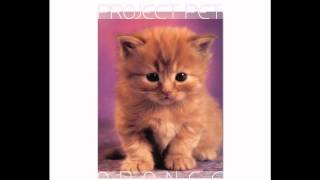 Project Pet - Orange